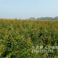 湖北利川紫薇小苗、紫薇苗價格