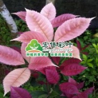 珍珠五彩桂桂花小苗彩葉苗綠化苗木長期供應