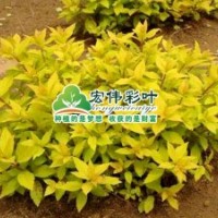 金葉連翹小苗彩葉苗綠化苗木長期供應