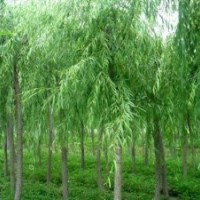 黑龍江3公分垂柳價格/6公分垂柳價格
