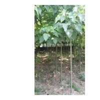 供應楸樹苗3公分