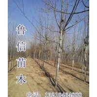 供應毛白楊小苗