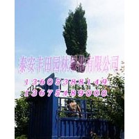 蜀檜苗木批發