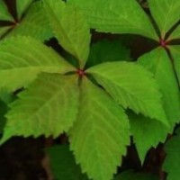 中陽村大批量供應美國爬山虎苗 自己家里種植 價格便宜