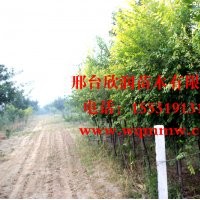 大量供應8公分金葉榆
