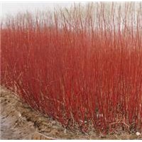 批發(fā)紅瑞木，紅瑞木苗，3-20分支都有，規(guī)格齊全