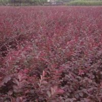 山東泰安紅葉小檗批發價格