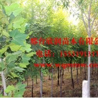 河北邢臺欣潤苗木大量供應白蠟 5公分