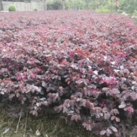 毛杜鵑,紅葉石楠,紅花繼木 大量供應綠化苗木，一手貨源，價格實