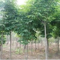 七葉樹供應|七葉樹|鑫森源(多圖)