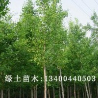 速生白蠟小苗價格|速生白蠟供應(yīng)