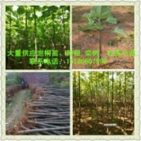 供應泡桐