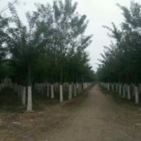 出售6到50公分國槐，量大質(zhì)優(yōu)。