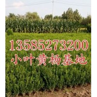 直銷價供應小葉黃楊H30-40公分小葉黃楊苗價格優惠