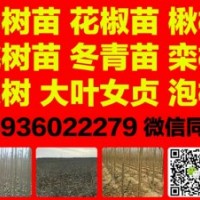 楊樹苗，花椒苗、梨樹苗、海棠苗、速生楊、欒樹苗、冬青苗