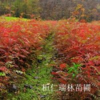 遼寧花楸苗，花楸樹苗，百花花楸苗批發