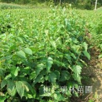 遼寧白樺樹苗、白樺小苗、白樺苗多少錢