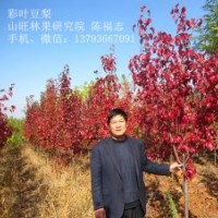 大量供應1-2米高彩葉豆梨