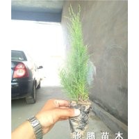 濱州李靈寶大量供應營養缽檉柳、鹽松量大從優
