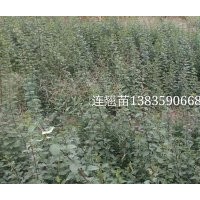 連翹苗，連翹苗價格，連翹苗基地