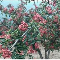 韓城市哪里無刺花椒苗，有大紅袍獅子頭花椒苗基地