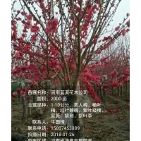 紅葉碧桃苗，榆葉梅苗，美人梅苗，紫葉矮櫻苗等