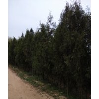 供應質(zhì)優(yōu)價廉的黑松、油松、側(cè)柏