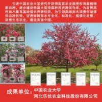 河北樂優農業大量供應海棠,無花果，碧桃，雜交狼尾草等苗木
