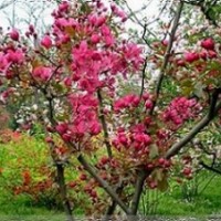 河北樂優大量供應海棠，碧桃，榆樹，無花果等苗木(圖)