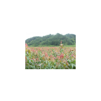 大量批發青楓小苗