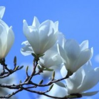 玉蘭苗，玉蘭嫁接苗，廣玉蘭苗