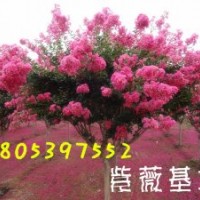 紫薇種植基地。山東紫薇批發商