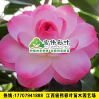 迷茫的春天 茶花樹 茶花小苗 綠化苗木供應