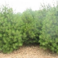 藍田白皮松火熱供應中