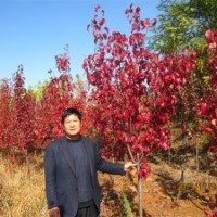 彩葉豆梨、多彩白櫟、北美海棠及果樹苗木