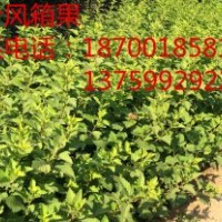 金葉風箱果