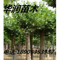 廣東4公分國槐價格，華潤苗木6公分國槐價格，8公分國槐基地