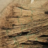 北欒苗基地 求購北欒苗 北欒苗最新價格