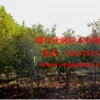 欣潤苗木大量供應櫻花 2公分 3公分