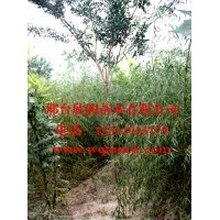 河北邢臺(tái)欣潤(rùn)苗木大量供應(yīng)垂柳 3公分