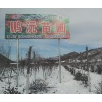 常年供應九角楓，五角楓，皂角，云杉，蒙古礫