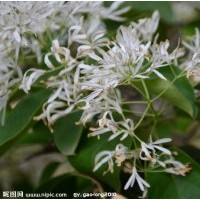 10公分流蘇苗哪里買，流蘇小苗管理技術(shù)