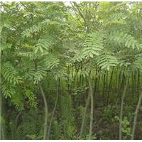 直銷2-30公分楓楊，楓楊基地