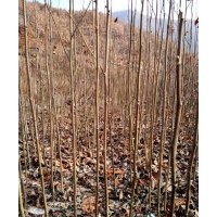 辛夷之鄉長期大量供應玉蘭苗、望春玉蘭苗、辛夷種子、玉蘭種子
