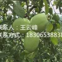 個大木瓜、臨沂新品種木瓜苗、長俊木瓜苗