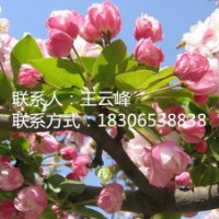 北美海棠苗、苗圃直銷北美海棠苗、低價(jià)、超低價(jià)