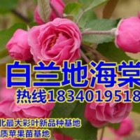 銀中楊苗，甩賣銀中楊苗