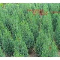 刺柏 塔松 側柏 甘肅定西大量低價出售