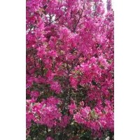 濟(jì)寧東興苗木種植公司