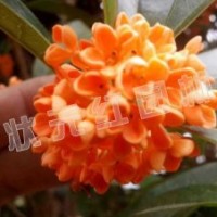供應丹桂、紅葉石楠